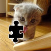 Cute Kitten Icon